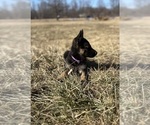 Small #3 German Shepherd Dog