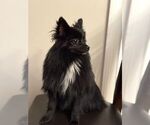 Small #1 Pomeranian