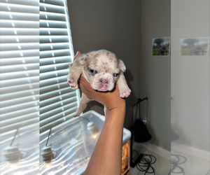 French Bulldog Puppy for sale in WINTER PARK, FL, USA