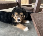 Small #2 Border Collie-Border Terrier Mix