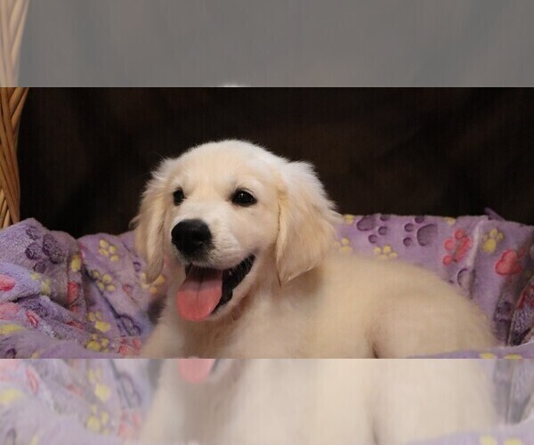 Medium Photo #34 English Cream Golden Retriever Puppy For Sale in LANCASTER, WI, USA