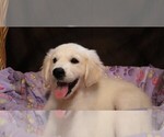 Puppy Nova English Cream Golden Retriever