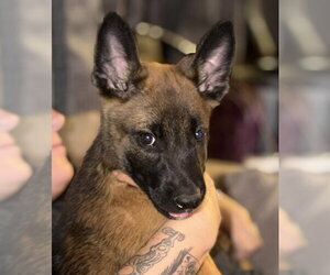 Mutt Dogs for adoption in Imlay City, MI, USA