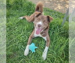 Small #5 Chocolate Labrador retriever-Siberian Husky Mix