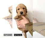 Small Photo #1 Golden Retriever Puppy For Sale in BOISE, ID, USA
