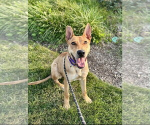 Fievel SCAS - Male Basenji-Unknown Mix Dog for Adoption - Photo #5