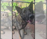 Small #1 German Shepherd Dog-Holland Shepherd Mix