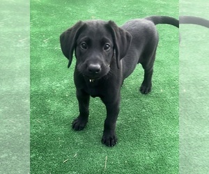 Labrador Retriever Puppy for Sale in LISBON, Connecticut USA