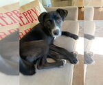 Small #6 Borador