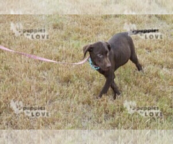 Medium Photo #7 Labrador Retriever Puppy For Sale in SANGER, TX, USA