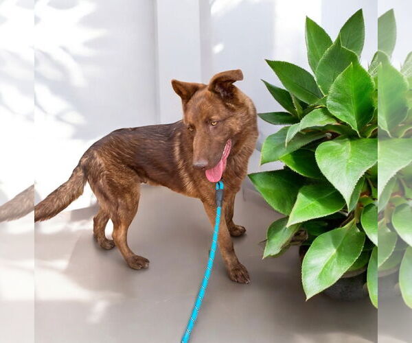 Medium Photo #2 Mutt Puppy For Sale in Menifee, CA, USA