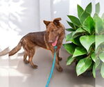 Small #1 Mutt