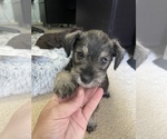 Small Photo #6 Schnauzer (Miniature) Puppy For Sale in DALLAS, GA, USA
