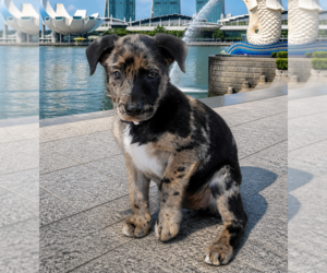 Catahoula Leopard Dog-Unknown Mix Dogs for adoption in Lakewood, CO, USA