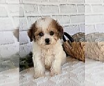 Small #16 Maltipoo