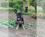 Small Photo #24 German Shepherd Dog Puppy For Sale in EAGLE CREEK, OR, USA