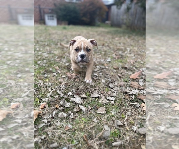 Medium Photo #9 American Bully Puppy For Sale in LANCASTER, PA, USA