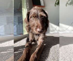 Catahoula Leopard Dog-Poodle (Standard) Mix Dogs for adoption in Chandler, AZ, USA