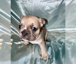 Puppy Male tippy French Bulldog