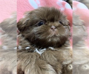 Shih Tzu Puppy for Sale in RICHFIELD, North Carolina USA