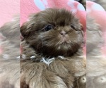 Small Photo #1 Shih Tzu Puppy For Sale in RICHFIELD, NC, USA