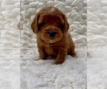 Puppy Luther Goldendoodle (Miniature)