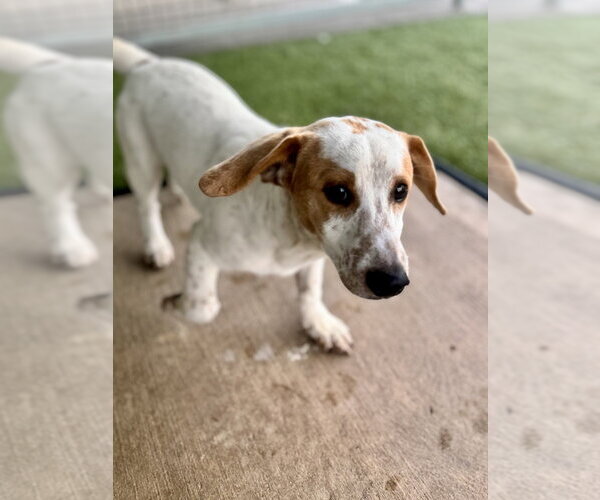 Medium Photo #4 Dachshund-Unknown Mix Puppy For Sale in Oak Bluffs, MA, USA