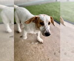 Small #3 Dachshund Mix