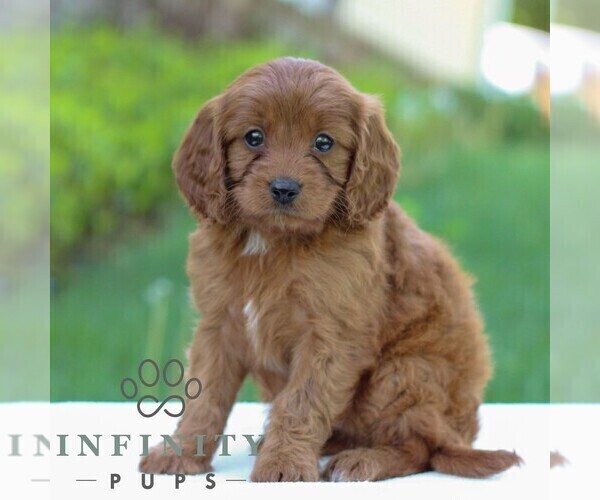 Medium Photo #4 Cavapoo Puppy For Sale in LITITZ, PA, USA