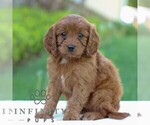 Small #3 Cavapoo