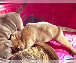 Small Photo #10 Olde English Bulldogge Puppy For Sale in KANSAS CITY, MO, USA