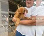 Small #2 Collie-Great Dane Mix