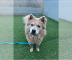 Small Photo #1 Chow Chow Puppy For Sale in Prescott, Ontario, Canada