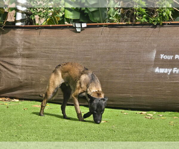 Medium Photo #2 Mutt Puppy For Sale in Imlay City, MI, USA