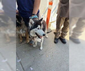 Siberian Husky Dogs for adoption in Stockton, CA, USA