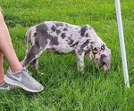 Small #1 Great Dane