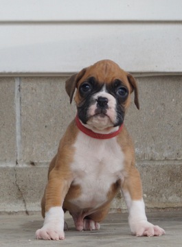 Medium Photo #2 Boxer Puppy For Sale in NAPPANEE, IN, USA
