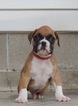 Small Photo #2 Boxer Puppy For Sale in NAPPANEE, IN, USA