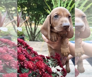 Dachshund Puppy for Sale in ORCHARDS, Washington USA