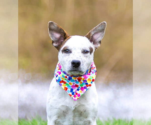 Medium Photo #17 Mutt Puppy For Sale in Unionville, PA, USA