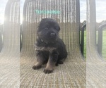 Puppy Turquoise German Shepherd Dog
