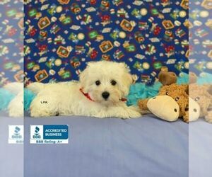 Schnoodle (Miniature) Puppy for sale in WINNSBORO, LA, USA