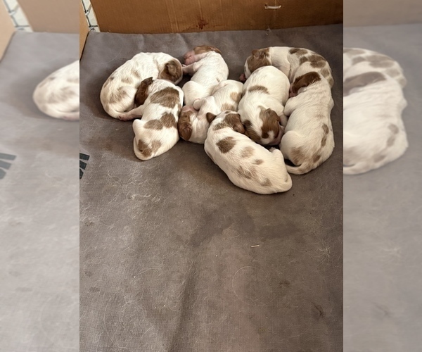 Medium Photo #2 Irish Red and White Setter Puppy For Sale in MILES, TX, USA