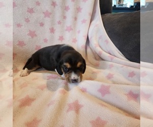 Medium Beagle