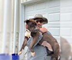 Small Photo #1 Mutt Puppy For Sale in Terre Haute, IN, USA