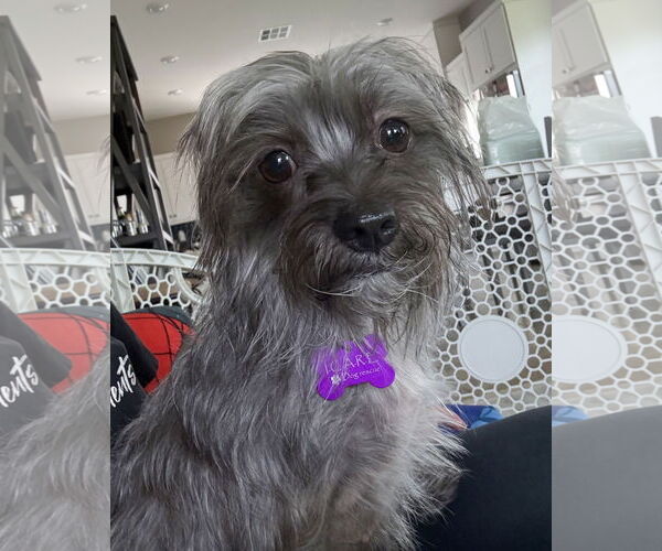 Medium Photo #1 Poodle (Miniature)-Unknown Mix Puppy For Sale in Corona, CA, USA