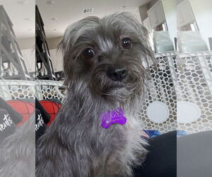 Poodle (Miniature)-Unknown Mix Dogs for adoption in Corona, CA, USA
