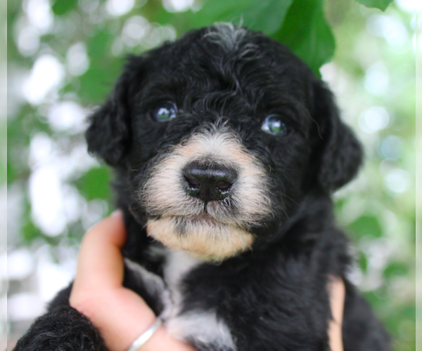 Medium Photo #3 Bernedoodle-Poodle (Miniature) Mix Puppy For Sale in GOLDEN, CO, USA