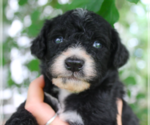 Small Photo #3 Bernedoodle-Poodle (Miniature) Mix Puppy For Sale in GOLDEN, CO, USA