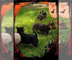 Small Photo #7 Pembroke Welsh Corgi-Scottish Terrier Mix Puppy For Sale in GREELEY, CO, USA